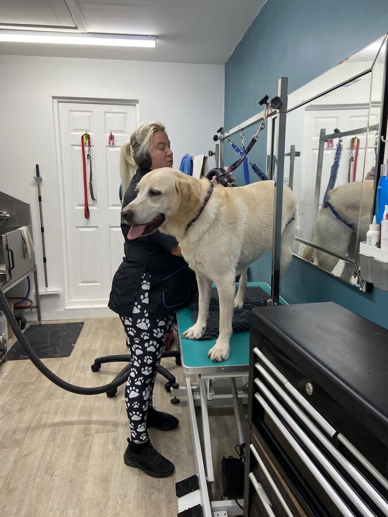 The groomer at work beside a yellow labrador on the table in the Churchdown salon