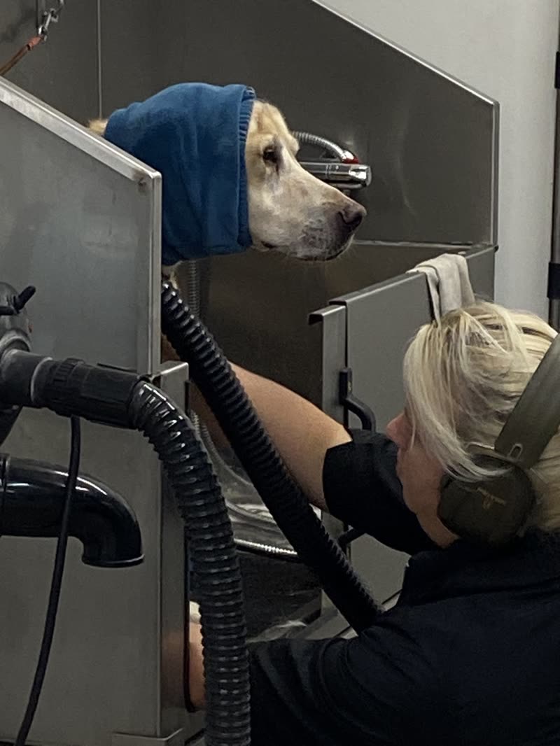 A golden retriever being blow-dried in the salon bath area, head wrapped in a blue towel