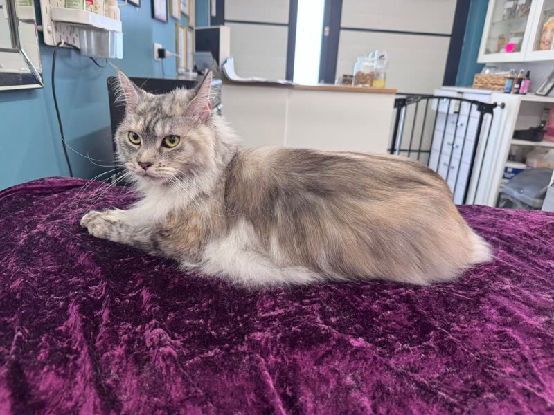 A freshly groomed long-haired cat lying on the purple table with the salon behind