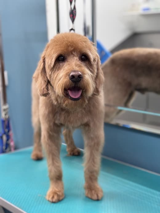 A freshly groomed apricot cockapoo standing on the blue grooming table in the salon