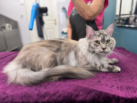 A long-haired silver tabby cat being groomed on the purple velvet table