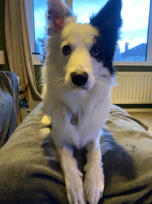 A sable and white collie sitting on the sofa at home during a boarding stay