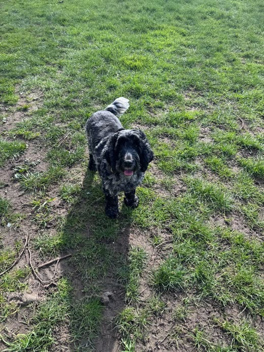 A small dark spaniel walking across a large grassy field