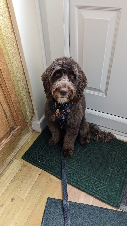 A chocolate curly-coated cockapoo waiting on the doormat by the front door on a lead